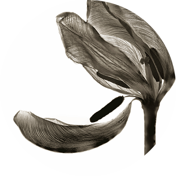 Tulip I van Cor Ritmeester