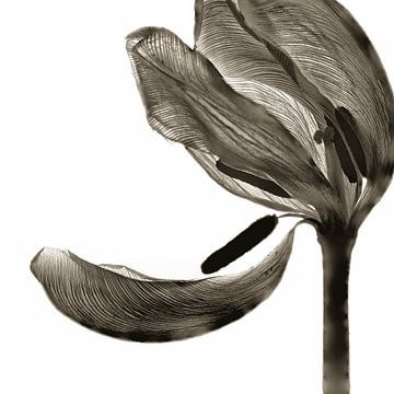 Tulip I by Cor Ritmeester