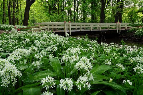 Ail des blaireaux en fleurs près d'un petit pont