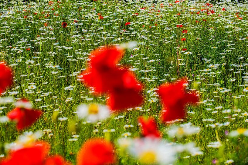 Wildflower field with poppies and daisies by Blond Beeld