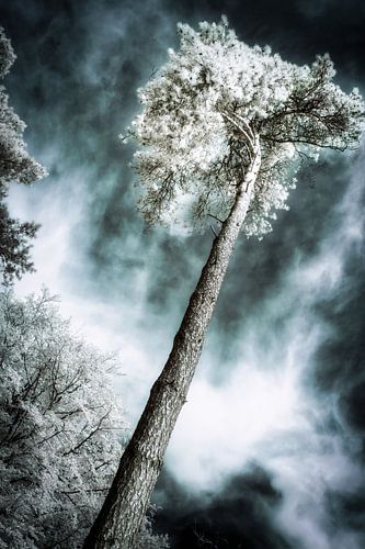Surreales, einzigartiges Infrarotfoto eines Baumes unter dramatischem Himmel. Fotoabzug.