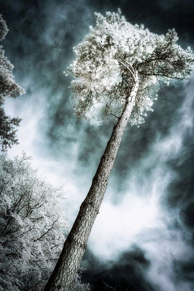 Surreal unique infrared photo of tree under dramatic sky. Photo print. by Hidden Light Gallery