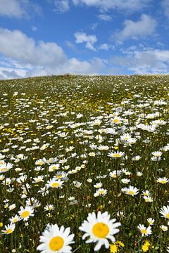 Un champ en fleur sous un ciel bleu sur Claude Laprise