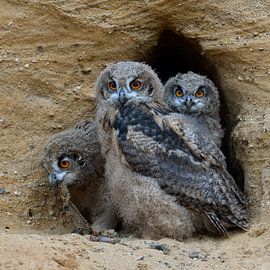 Eulen, Uhu, Europäische Uhus ( Bubo bubo ), drei junge Eulen im Eingang ihrer Bruthöhle, wildlife, E von wunderbare Erde