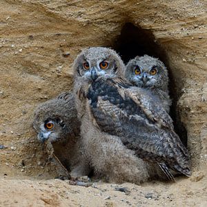 Eulen, Uhu, Europäische Uhus ( Bubo bubo ), drei junge Eulen im Eingang ihrer Bruthöhle, wildlife, E