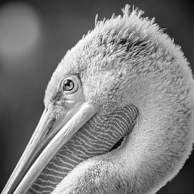 Dalmatian pelican (Pelecanus crispus) by Ektor Tsolodimos