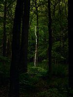 Spotlight