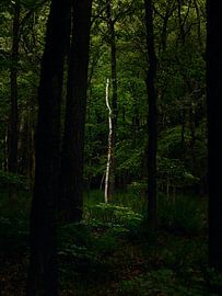 Spotlight von Jane Lin Ness