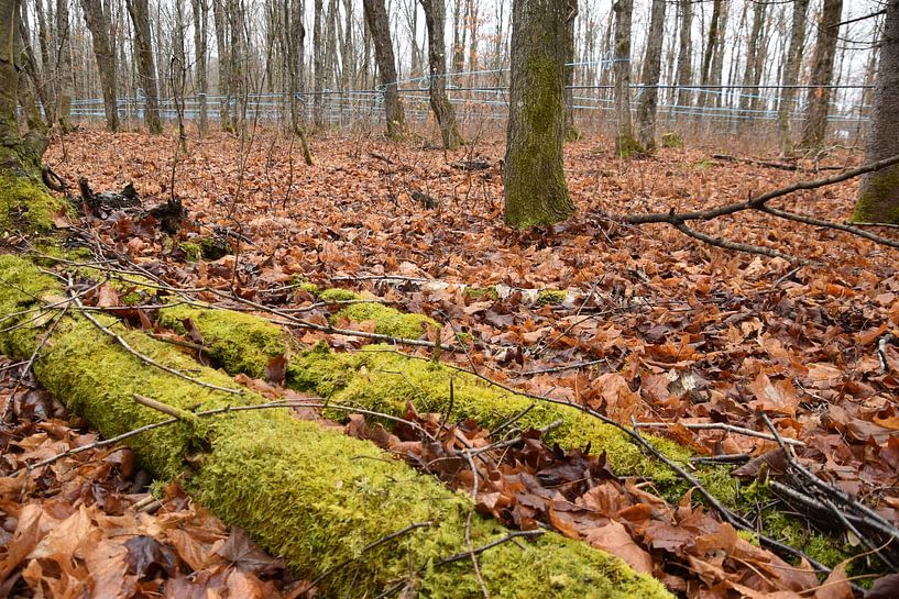 A maple forest in autumn by Claude Laprise