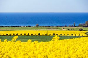 View to the Baltic Sea with canola field sur Rico Ködder