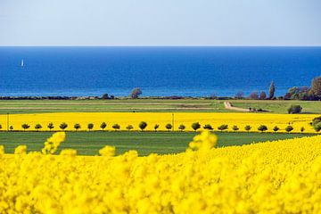 View to the Baltic Sea with canola field by Rico Ködder