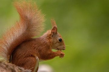 Seitenansicht Eichhörnchen von Marjan Slaats