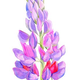 bright lupin by Kristin Tessen
