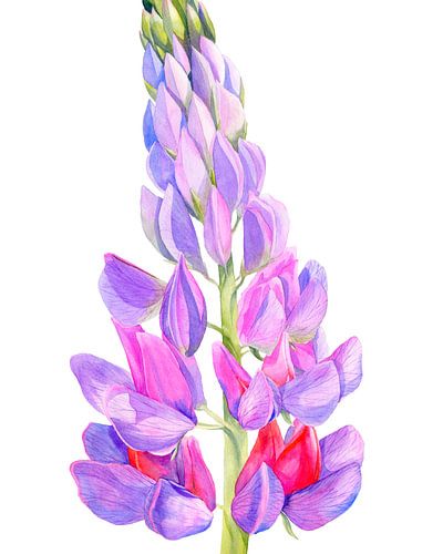leuchtende Lupine