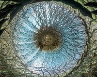 Iris bleu