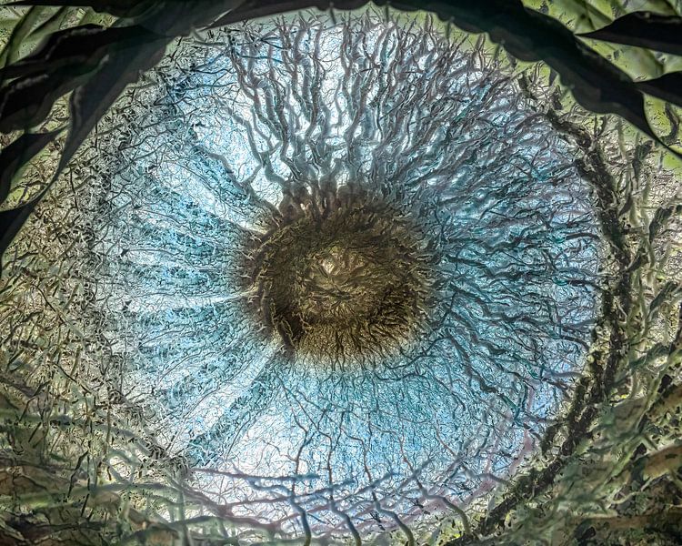 Iris bleu par Lucia Leemans