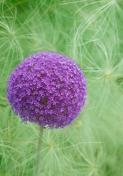 Zarte Blüte by Martina Fornal