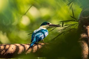 Weißkragen-Eisvogel