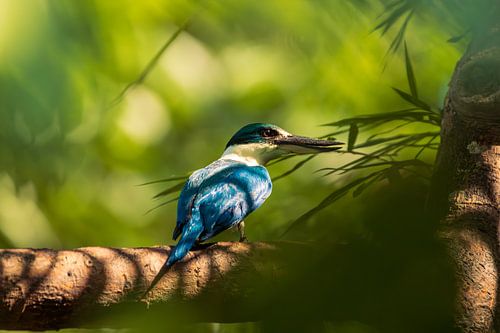 White-collared Kingfisher