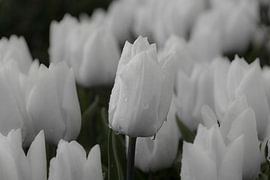 Weiße Tulpe mit Tropfen von Ans Bastiaanssen