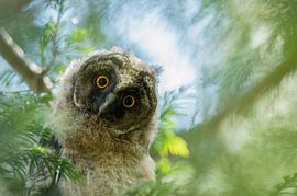 Jeune hibou moyen-duc sur Vienna Wildlife