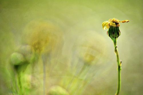 Paardenbloem