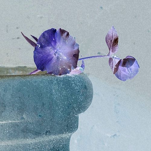 Still Life with Christmas Rose by Affect Fotografie