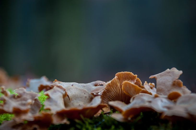Eekhoorntjesbrood by Jan Diepeveen