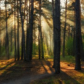 zonnig bos van Mykhailo Sherman