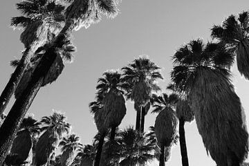 Palm Trees With Bunches