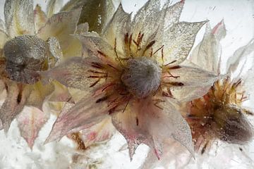 Fleurs de protea dans la glace sur Marc Heiligenstein