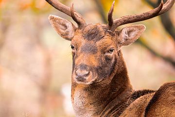 fallow deer in oestrus by nathalie Peters Koopmans