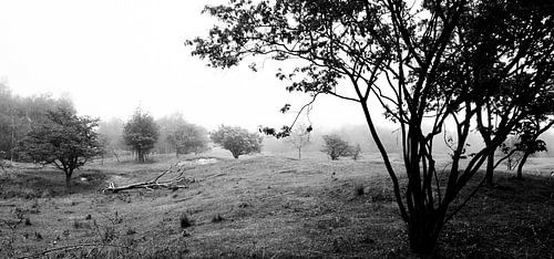 Dunes near Burgh-Haamstede.