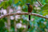 Motmot by Jeroen Meeuwsen thumbnail