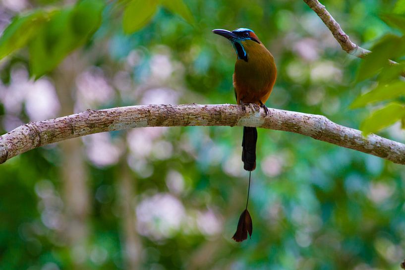 Motmot by Jeroen Meeuwsen