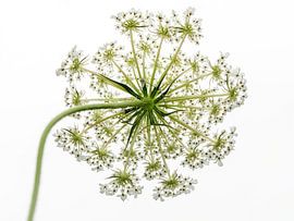 Root Flower IV by Jessica Berendsen