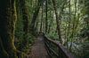 Magisch boswandelpad in Tasmanië van Eveline Dekkers thumbnail