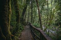 Magisch boswandelpad in Tasmanië van Eveline Dekkers thumbnail