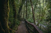 Waldspaziergang in Tasmanien