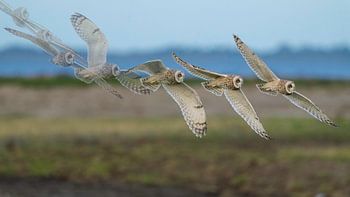 short-eared owl flight oven the salt marsh 'art of flight'