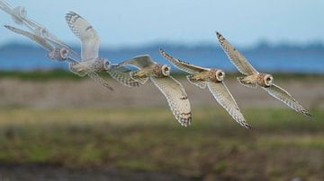 short-eared owl flight oven the salt marsh 'art of flight' by Hans Hut