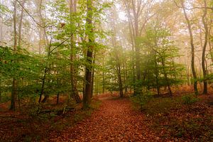 Herbstlicher Wald von Gea Gaetani d'Aragona