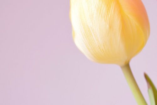 Gele tulp