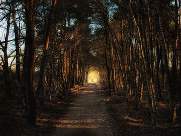 Le chemin vers la lumière. sur mkk_pictures