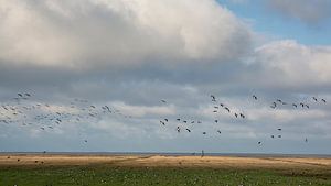 Brandganzen boven het Groninger Wad van Bo Scheeringa Photography