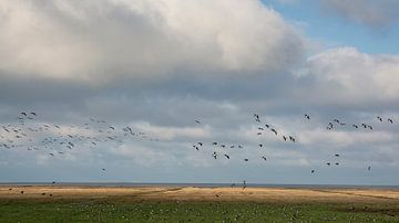 Barnacle geese over the Groningen mudflats by Bo Scheeringa Photography