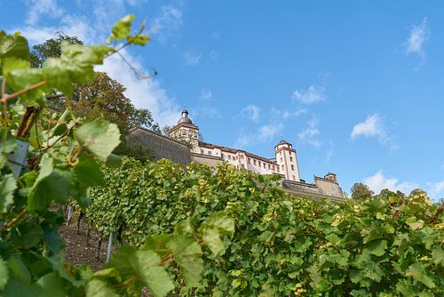 Wijngaard en fort Marienberg bij Würzburg