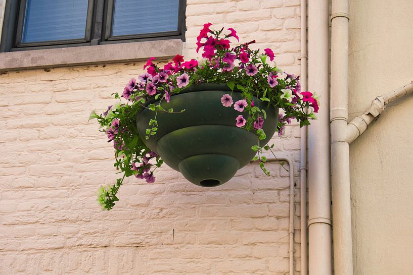 Rosa und violette Blumen an der Wand von Jolanda de Jong-Jansen