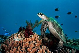 Turtle on the coral reef by Ramon Stijnen