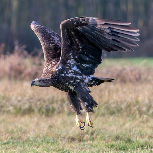 Opstijgende zeearend